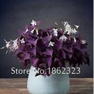 200 seeds Oxalis Wood Sorrel Flower Oxalis Purple Shamrock Clover