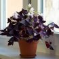 200 seeds Oxalis Wood Sorrel Flower Oxalis Purple Shamrock Clover