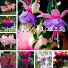 100 seeds Double Petals Fuchsia Bonsai Bell Flower Lantern Begonia