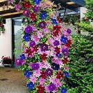 100 seeds Clematis Bonsai Clematis Montana Mayleen Garden Pink Vine Flowers