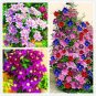 100 seeds Clematis Bonsai Clematis Montana Mayleen Garden Pink Vine Flowers