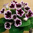 100 seeds 9 Colors Gloxinia Bonsai Sinningia Gloxinia Flower Bonsai Home
