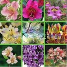 120 seeds Rare 24 different colors of the Peruvian lily seeds home garden flowers