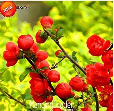100 seeds Red Begonia Flower Garden 100% True Malus Spectabilis Plant Potted Begonia Bonsai