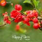 100 seeds Red Begonia Flower Garden 100% True Malus Spectabilis Plant Potted Begonia Bonsai