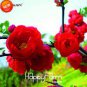100 seeds Red Begonia Flower Garden 100% True Malus Spectabilis Plant Potted Begonia Bonsai