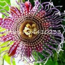 20  Seeds Passion Flower,Passiflora Incarnata Certified Pure Live