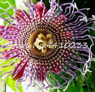 20  Seeds Passion Flower,Passiflora Incarnata Certified Pure Live