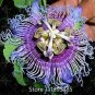 20 Seeds Passion Flower,Passiflora Incarnata Certified Pure Live