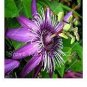 20 Seeds Passion Flower,Passiflora Incarnata Certified Pure Live