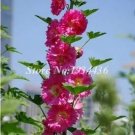 200 seeds Miniature Hollyhock Flower Bonsai Plant