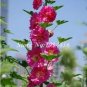200 seeds Miniature Hollyhock Flower Bonsai Plant
