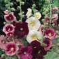 200 seeds Miniature Hollyhock Flower Bonsai Plant