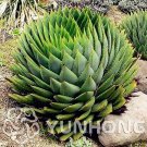100 seeds Rare Spiral New Plant Succulents Bonsai