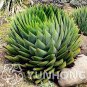 100 seeds Rare Spiral New Plant Succulents Bonsai
