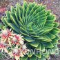 100 seeds Rare Spiral New Plant Succulents Bonsai