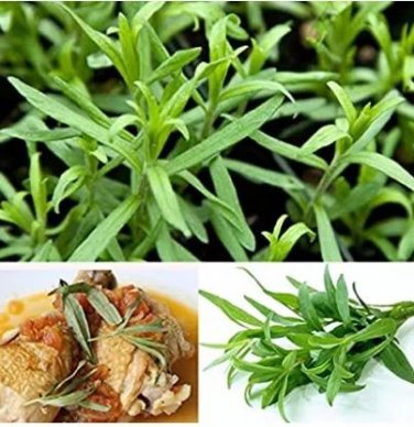 10 seeds Tarragon Seed Artemisia dracunculus Seed
