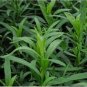 10 seeds Tarragon Seed Artemisia dracunculus Seed