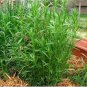 10 seeds Tarragon Seed Artemisia dracunculus Seed