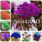 200 seeds Colorful Pteris Cockscomb (Celosia Spicata) Bonsai Flowers