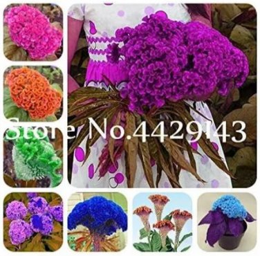 200 seeds Colorful Pteris Cockscomb (Celosia Spicata) Bonsai Flowers