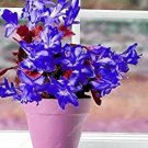 200 seeds Zygocactus Truncatus Plants Rare Schlumbergera Plants Orchid Bonsai Plants