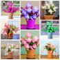 200 seeds Zygocactus Truncatus Plants Rare Schlumbergera Plants Orchid Bonsai Plants