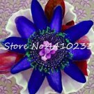 20 seeds Passion Flower Passiflora Incarnata Certified Pure Live, ropical Flower