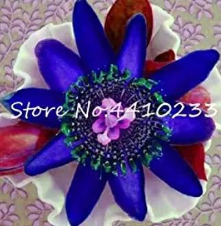 20 seeds Passion Flower Passiflora Incarnata Certified Pure Live, ropical Flower