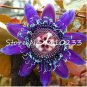 20 seeds Passion Flower Passiflora Incarnata Certified Pure Live, ropical Flower