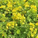 20 seeds Cassia Seeds herb catsia tora Linn Chinese