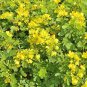 20 seeds Cassia Seeds herb catsia tora Linn Chinese