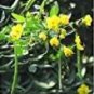 20 seeds Cassia Seeds herb catsia tora Linn Chinese