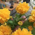 50 seeds Rare Kerria Japonica Bonsai Flower Plant for Home Garden Kerria Japonica Plant