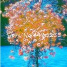 100 seeds Plumbago Auriculata Bonsai Exotic Perennial Flowers Bonsai