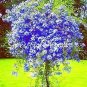 100 seeds Plumbago Auriculata Bonsai Exotic Perennial Flowers Bonsai