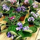50 seeds Mini Violet Bonsai Rainbow Flower Plants Rare African Perennial