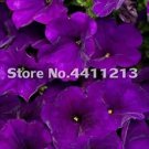 200 seeds Bonsai Petunia Garden Bonsai Moon Night Sky Double Purple Flowers