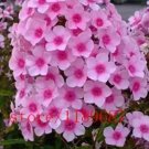 100 seeds Phlox Drummondii Cuspidata Flower
