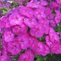100 seeds Phlox Drummondii Cuspidata Flower