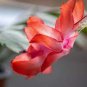 100 seeds Schlumbergera Flores Christmas Cactus plantas