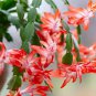 100 seeds Schlumbergera Flores Christmas Cactus plantas