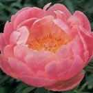 10 seeds Peony Flower Bonsai for Home Garden