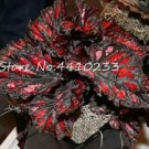 150 seeds Exotic Colorful Coleus Bonsai Indoor Flowers Potted Bonsai