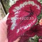 150 seeds Exotic Colorful Coleus Bonsai Indoor Flowers Potted Bonsai