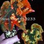 150 seeds Exotic Colorful Coleus Bonsai Indoor Flowers Potted Bonsai