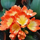 1 seeds Medium Flower Real Bowl clivia pots Bonsai Garden Blooming Plants