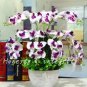 200 seeds Phalaenopsis Giant Orchid Bonsai Seeds