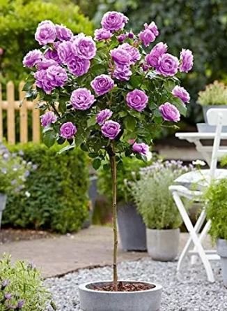 200 seeds Genuine Osiria Rose Tree Bonsai Fresh Rare Rosa Chinese Dendroidal Rose Flower
