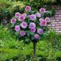 200 seeds Genuine Osiria Rose Tree Bonsai Fresh Rare Rosa Chinese Dendroidal Rose Flower